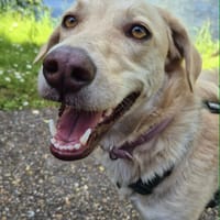 Suzie la belle et douce louloute, chienne à adopter