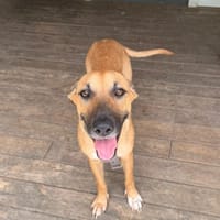 CIEL, Berger créole femelle, chienne à adopter