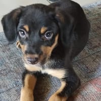 BROOKLYN, Chiot Berger Créole mâle, chien à adopter