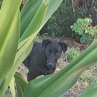 USLA, Femelle junior croisée créole, chienne à adopter