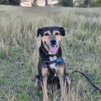 BOLT, Chien adulte Berger Créole, chien à adopter