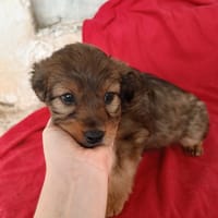 SHIRA (Animalea), chienne à adopter