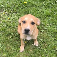 🐾 MYDEE, petit cœur à quatre pattes, cherche sa famille ! 🐾, chien à adopter