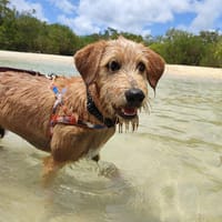 YOUPI, vif et curieux, chien à adopter
