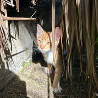 HOOPER, chaton créole mâle, chat à adopter