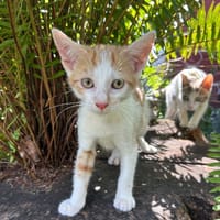 LEVI, chaton créole mâle, chat à adopter