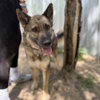 Twix -Aktiver Herzenshund, Hund zur Adoption