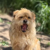 Mr. Grumpy sucht sein Zuhause, Hund zur Adoption