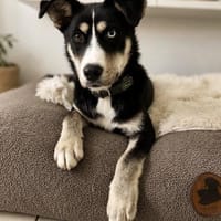 Zayden -Wunderschöner Junghund, Hund zur Adoption