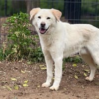 MARLON - hofft auf eine eigene Familie, Hund zur Adoption