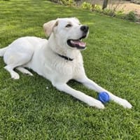 Carlo  jung, groß und voller Tatendrang, Hund zur Adoption