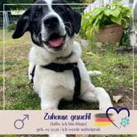 Bingo sucht warmes Körbchen und Liebe, Hund zur Adoption