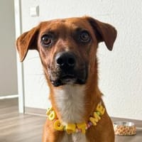 Brownie erobert jeden im Sturm, Hund zur Adoption
