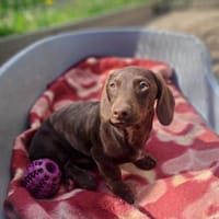 Schocki, Hund zur Adoption