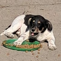 Vasko, suche liebevolle Hände, Hund zur Adoption