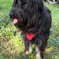 Fellknäul OSKAR sucht Platz zum Kuscheln, Hund zur Adoption