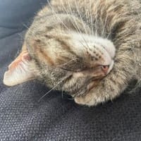Einzelprinzessin Lili, Katze zur Adoption
