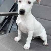 Kirby ein kinderliebes Kerlchen, Hund zur Adoption