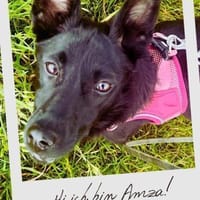 Amza - Nobody is perfect......, Hündin zur Adoption