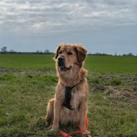 Hektor, sensibler Hundemann, 49 cm,19 kg, Hund zur Adoption