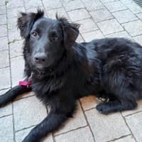 Robbie wünscht sich sein eigenes Körbche, Hund zur Adoption