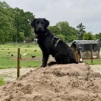Zoe sucht ein liebevolles Zuhause, Hündin zur Adoption