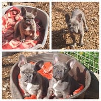 Heinz und Klaus, Hund zur Adoption