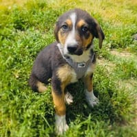 Maya ein bezauberndes Mädchen, Hündin zur Adoption