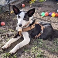Agiler Jungspund sucht Bindungspartner, Hündin zur Adoption
