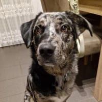 Aktiver Jerry und zuhause mit Struktur, Hund zur Adoption