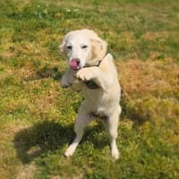 Josi ein traumhaftes Hundekind, Hündin zur Adoption