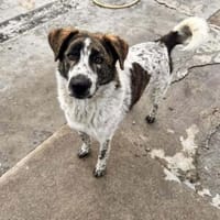 Cody  60 cm Charme, Kuschelbedarf und e, Hund zur Adoption