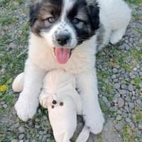 Knödel, Hund zur Adoption