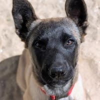 Rüde Bear, Hund zur Adoption