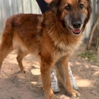 Gerad-Sanfter Hundesenior sucht Partner, Hund zur Adoption