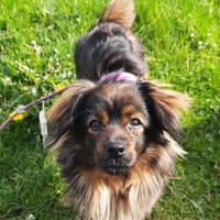Cinderella - kleine Prinzessin, Hündin zur Adoption