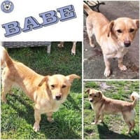 BABE -kleine, ruhige, junge Hündin-, Hündin zur Adoption