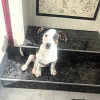 Jack Russel Mix Sparky, Hund zur Adoption