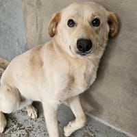 Traumhund Darian, Hund zur Adoption