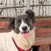 Luise mit der Lizenz zum Liebhaben, Hündin zur Adoption