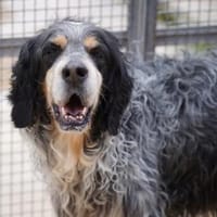 Biscotto auf Pflegestelle in Hessen, Hund zur Adoption