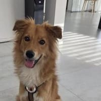 Neelo wartet schon auf dich, Hund zur Adoption