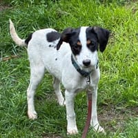Kleiner Wirbelwind Laila möchte ankommen, Hündin zur Adoption