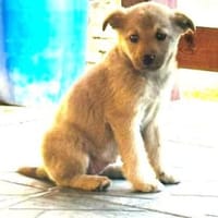 Bijou, Hündin zur Adoption
