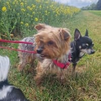 Wuschel, der Name ist Programm, Hündin zur Adoption