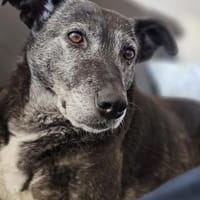 Blacky - freundlich und menschenbezogen, Hündin zur Adoption