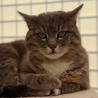 Sassy CAB5560, chatte à adopter