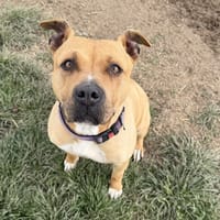 Bella, chienne à adopter