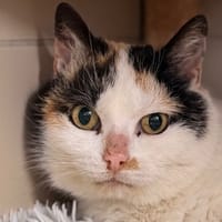 DUCHESSE CAB5541, chatte à adopter