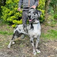 COOKIE, chienne à adopter